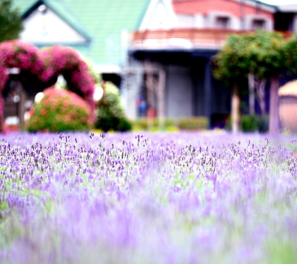 Purple Macro Flowers screenshot #1 960x854