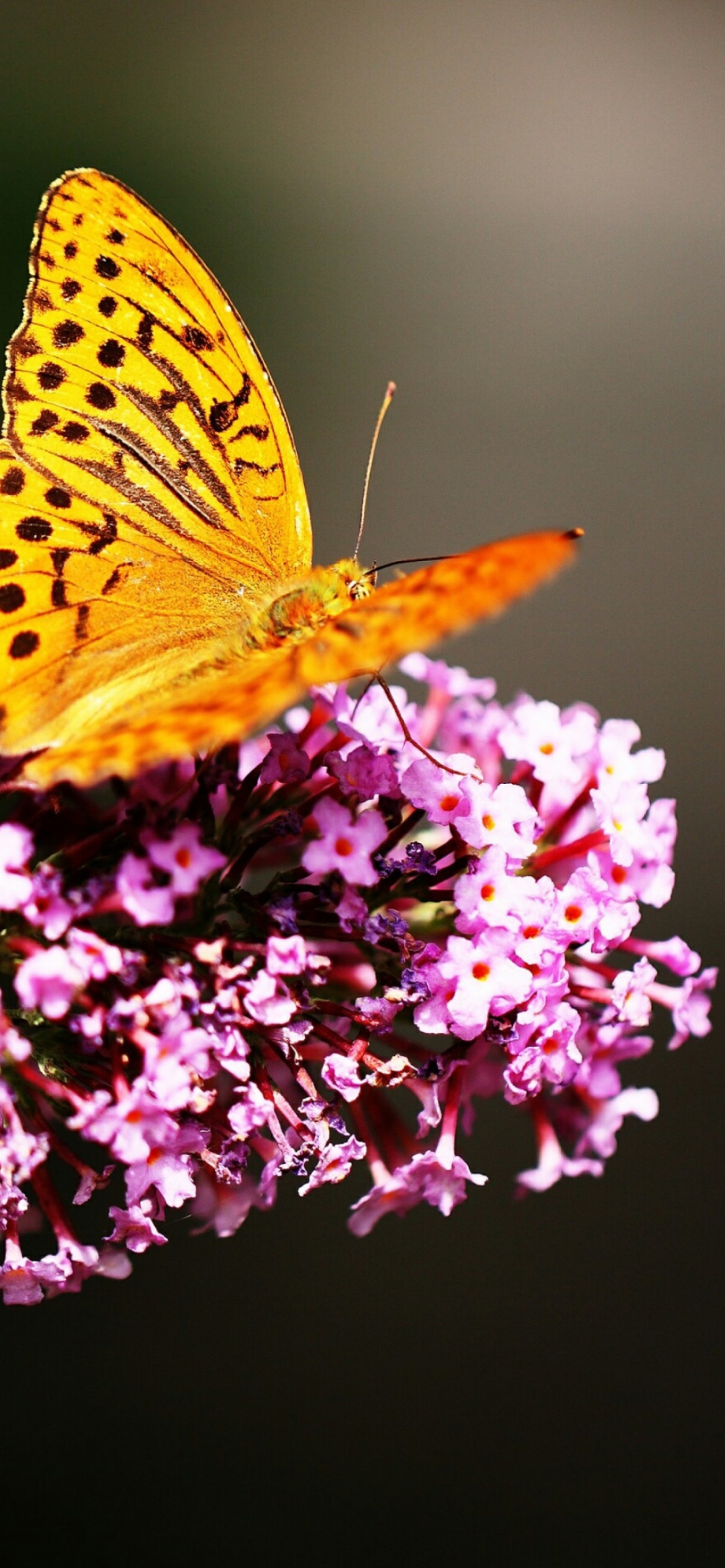 Sfondi Butterfly On Lilac 1170x2532