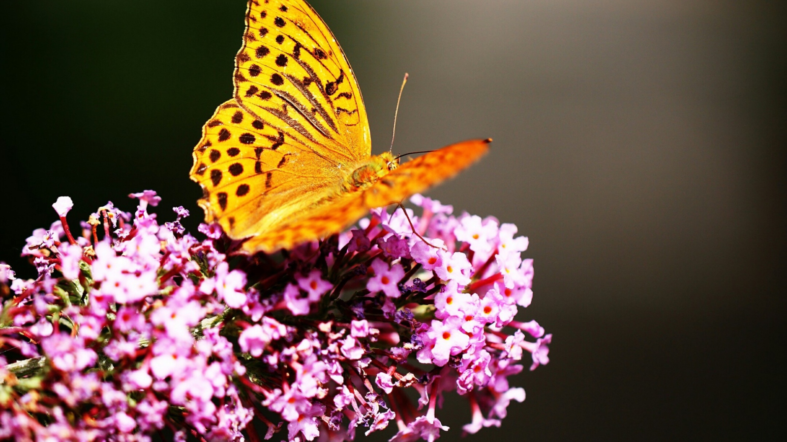 Butterfly On Lilac wallpaper 1600x900