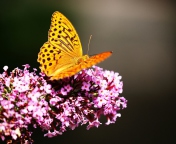 Sfondi Butterfly On Lilac 176x144