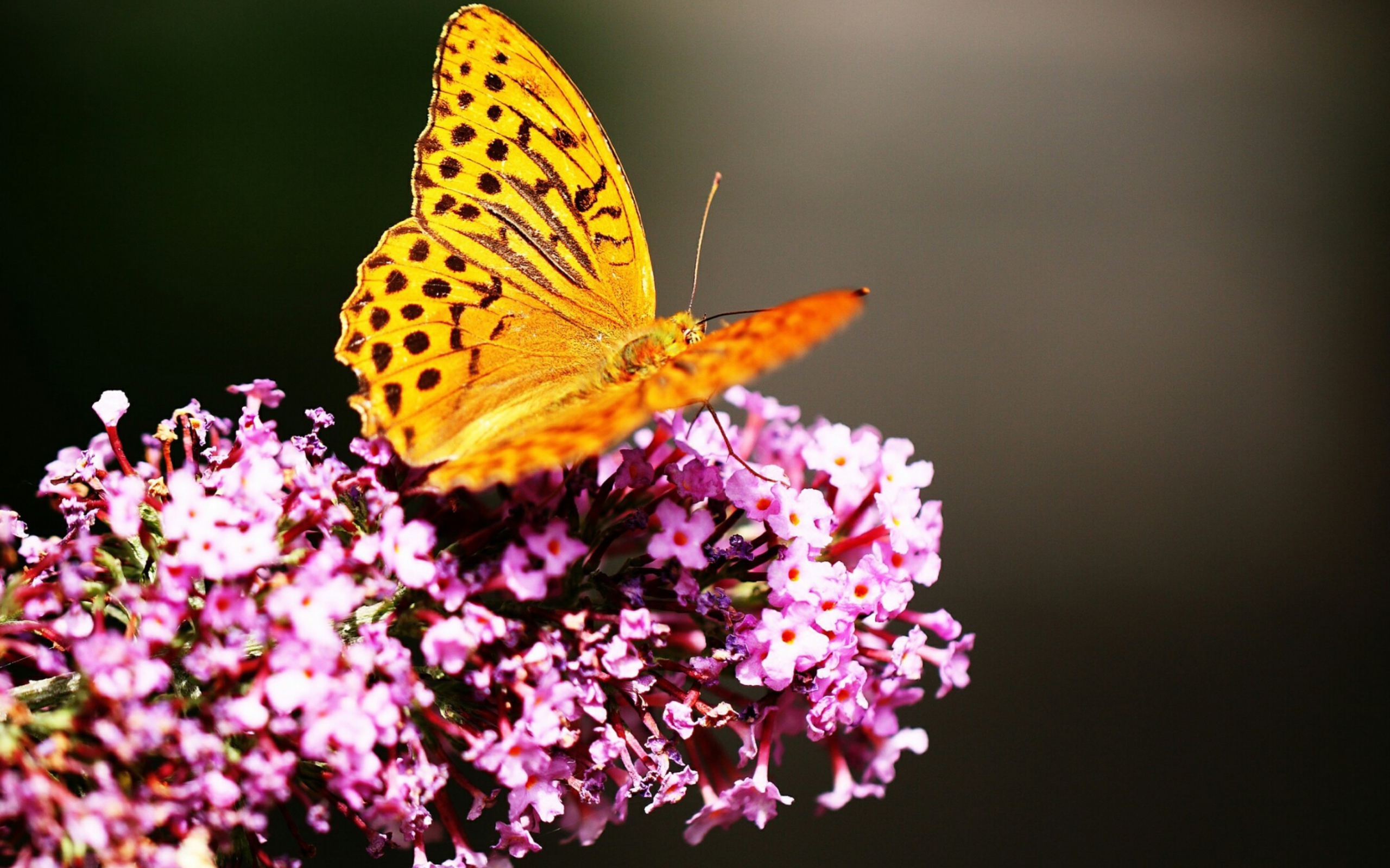 Sfondi Butterfly On Lilac 2560x1600