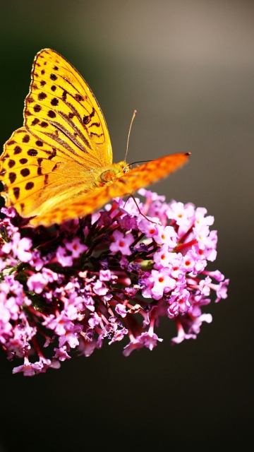 Butterfly On Lilac wallpaper 360x640