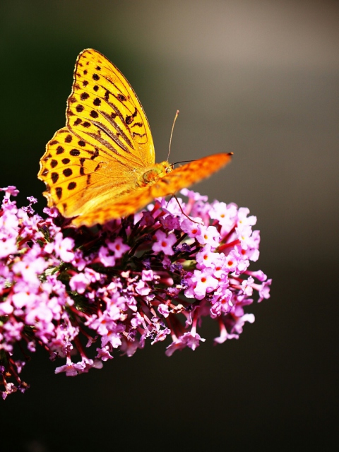 Butterfly On Lilac wallpaper 480x640
