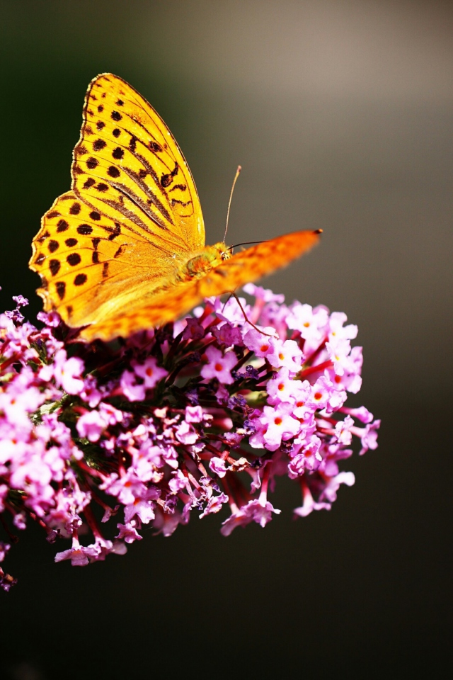 Sfondi Butterfly On Lilac 640x960
