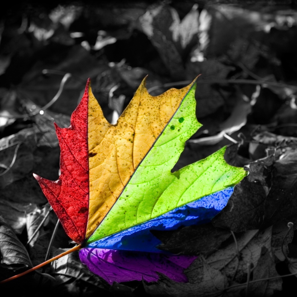 Fondo de pantalla Colored Leaf 1024x1024