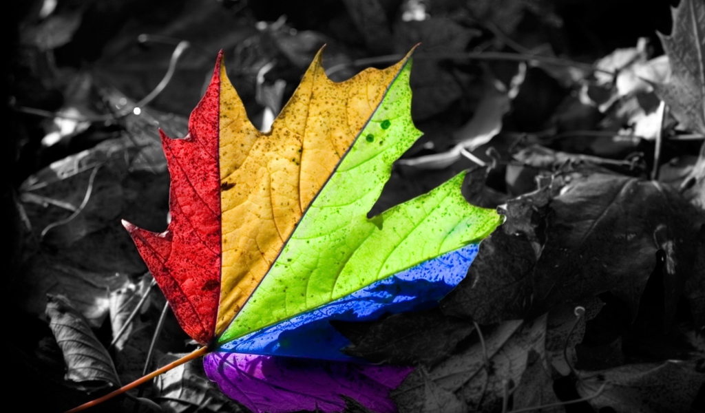 Sfondi Colored Leaf 1024x600