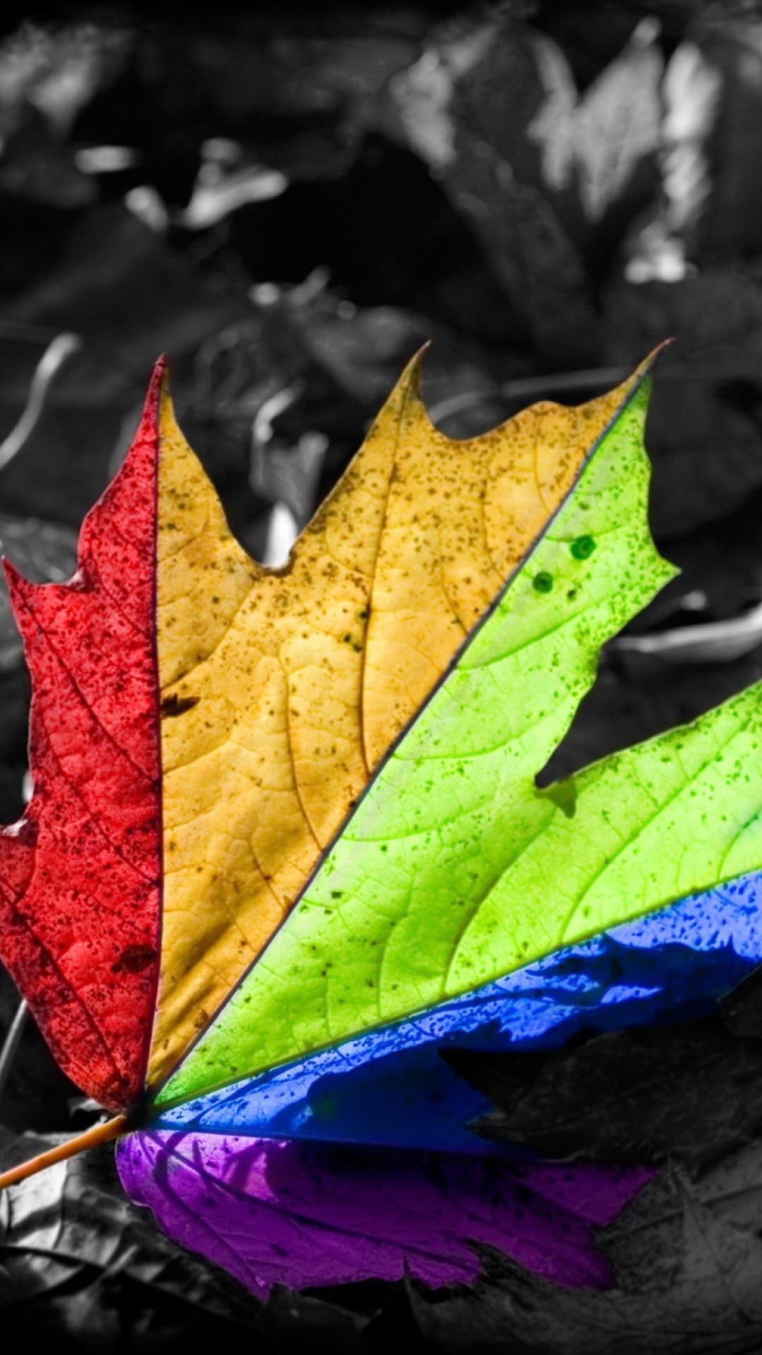 Обои Colored Leaf 1080x1920