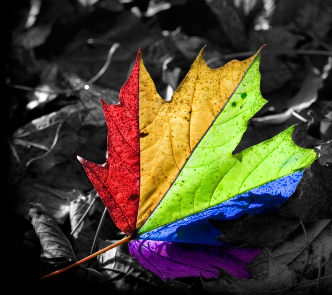 Fondo de pantalla Colored Leaf 1080x960