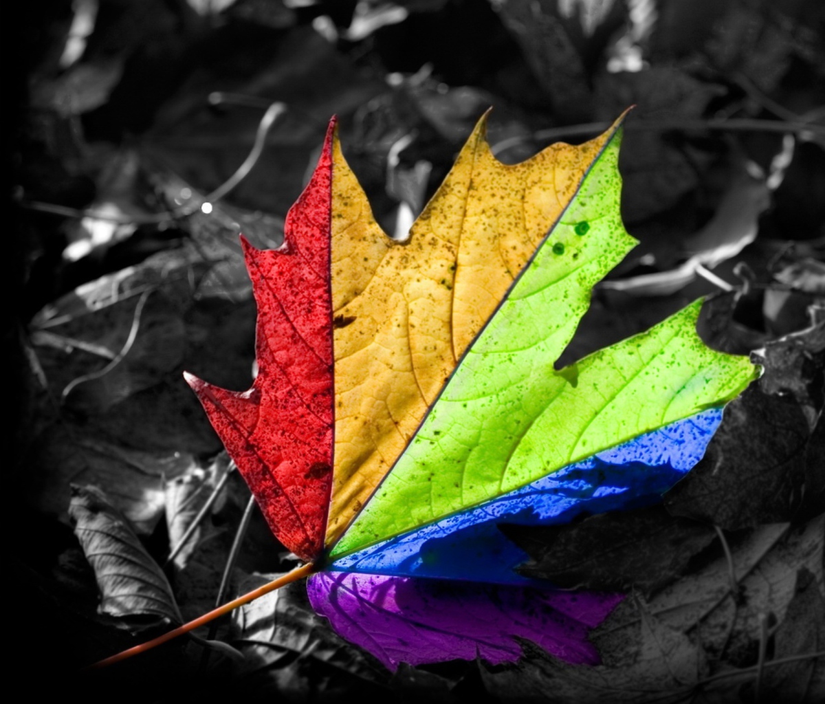 Colored Leaf screenshot #1 1200x1024