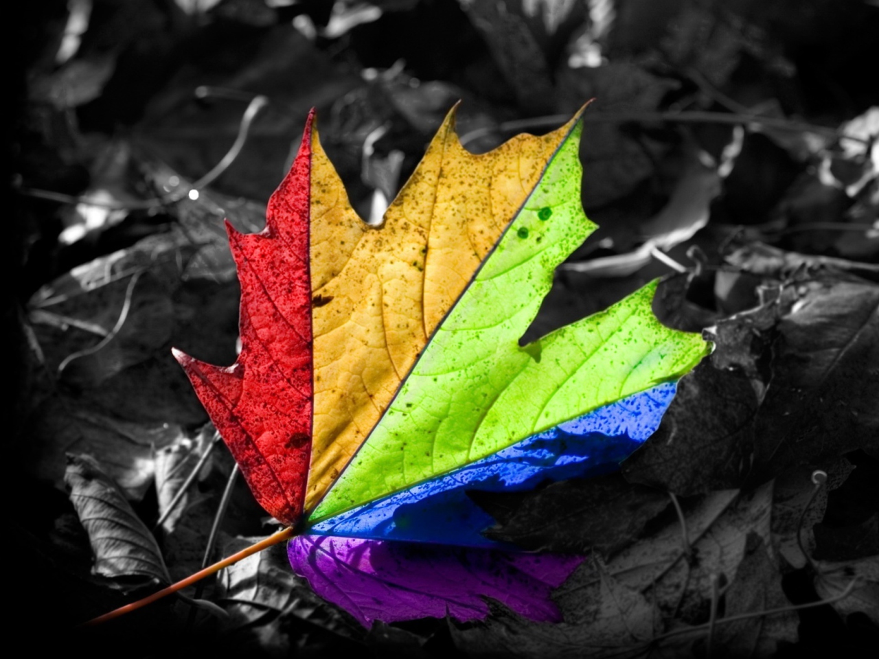 Das Colored Leaf Wallpaper 1280x960