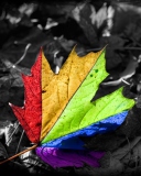 Sfondi Colored Leaf 128x160