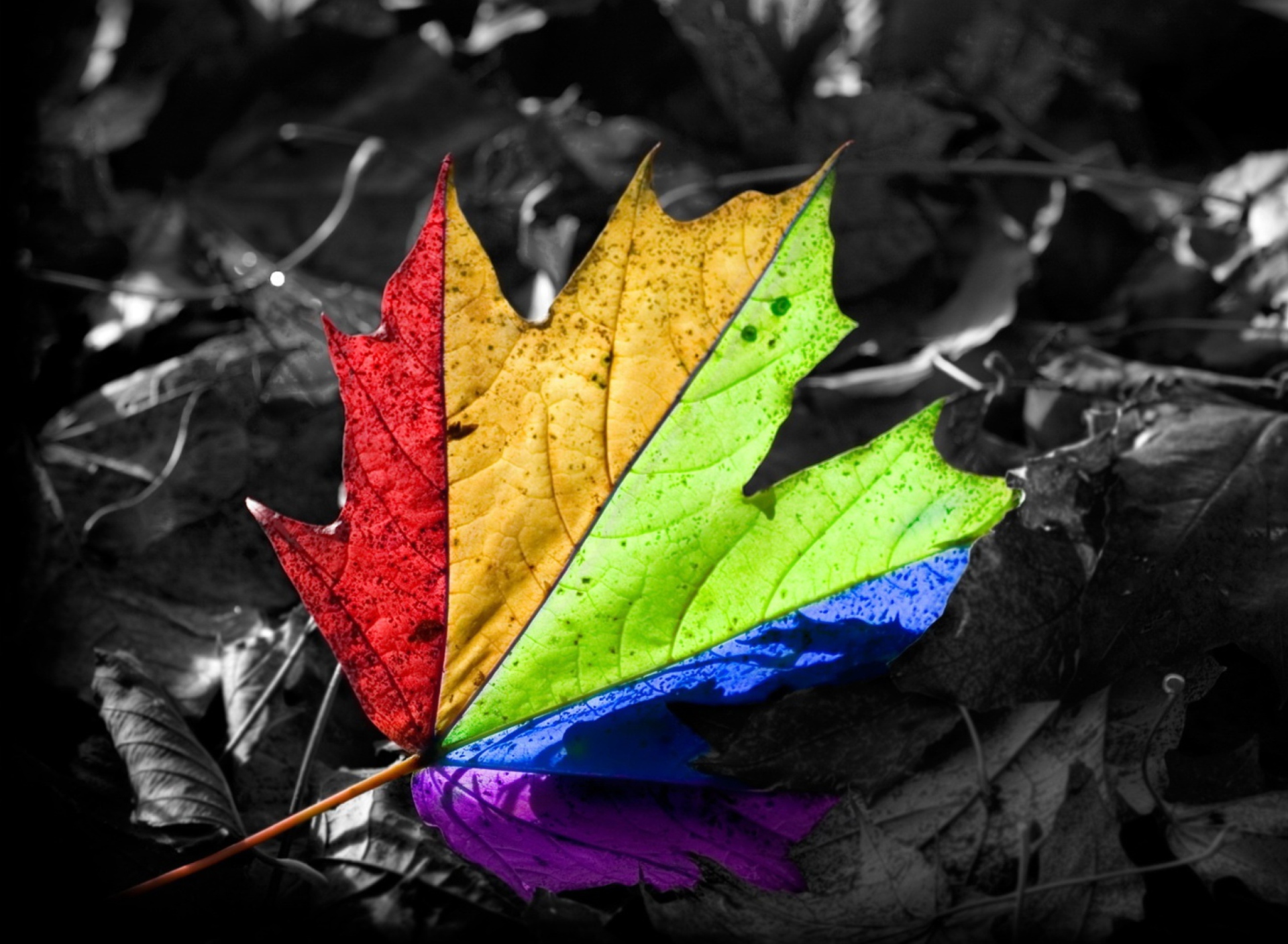 Обои Colored Leaf 1920x1408
