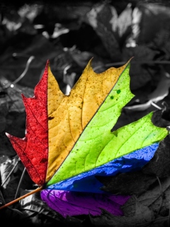 Das Colored Leaf Wallpaper 240x320
