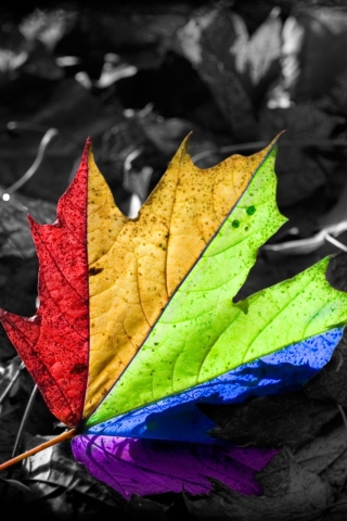 Sfondi Colored Leaf 320x480