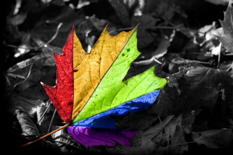 Das Colored Leaf Wallpaper 480x320