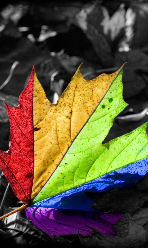 Colored Leaf screenshot #1 480x800