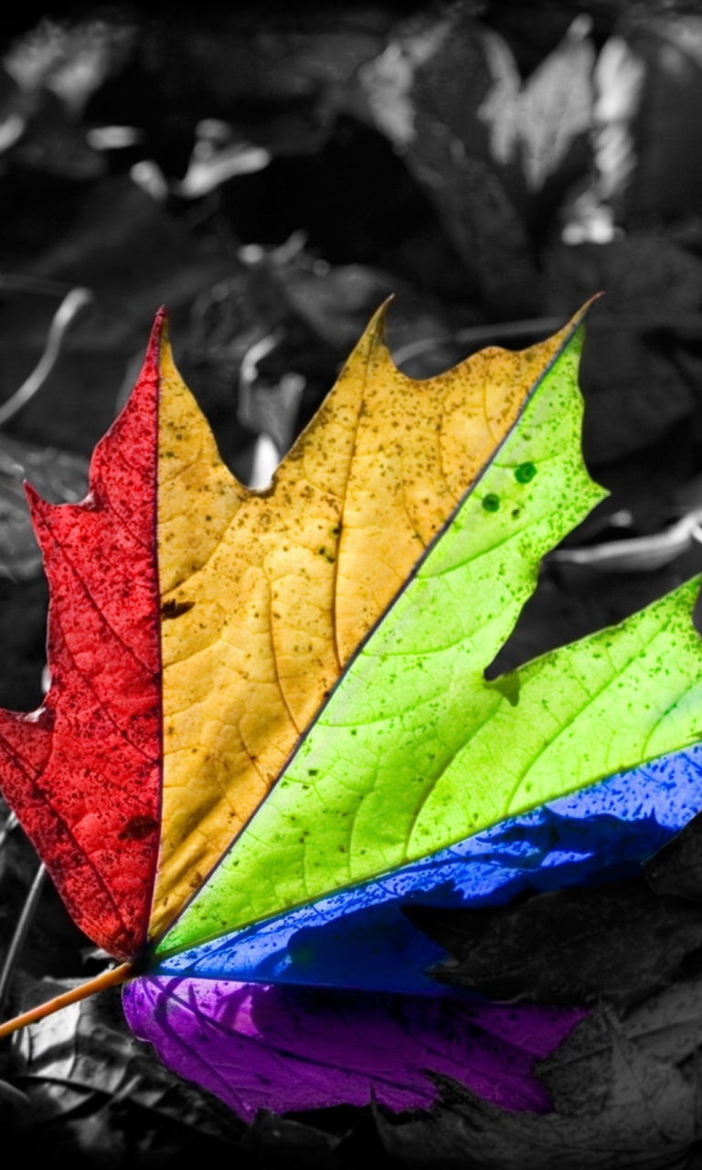 Colored Leaf wallpaper 768x1280