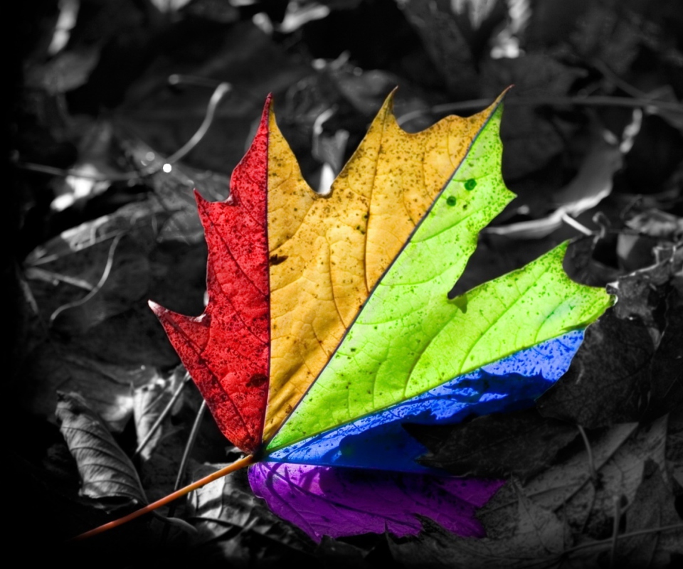 Обои Colored Leaf 960x800