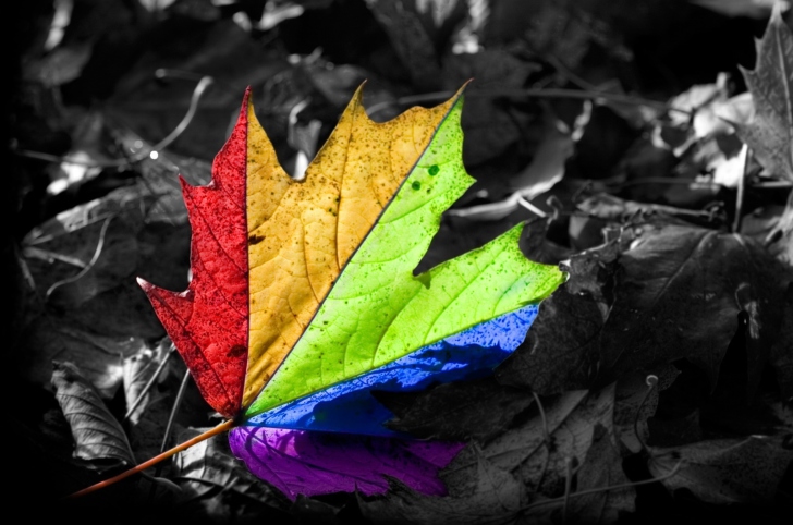 Fondo de pantalla Colored Leaf