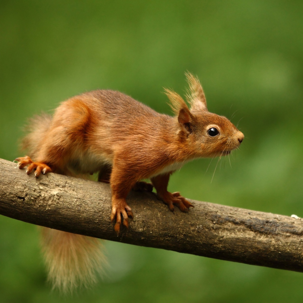 Sfondi Cute Red Squirrel 1024x1024