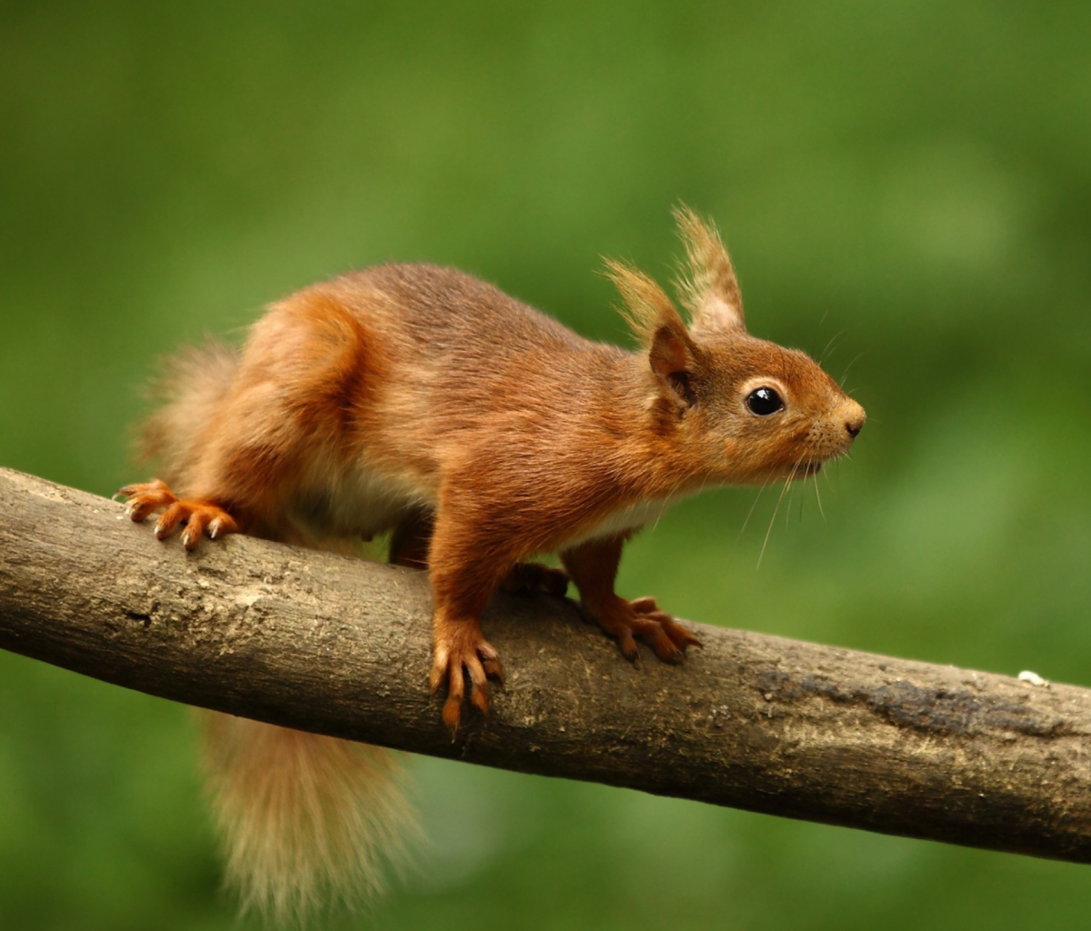 Fondo de pantalla Cute Red Squirrel 1200x1024