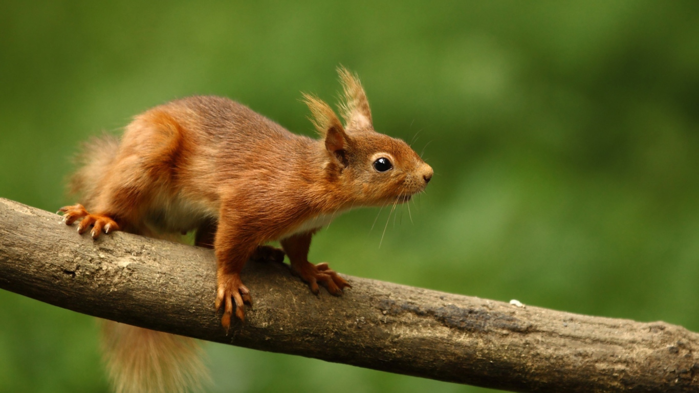 Cute Red Squirrel wallpaper 1366x768