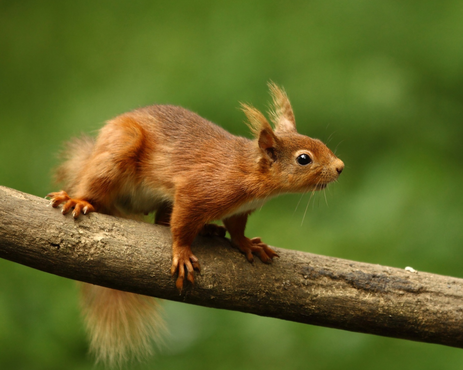 Cute Red Squirrel screenshot #1 1600x1280