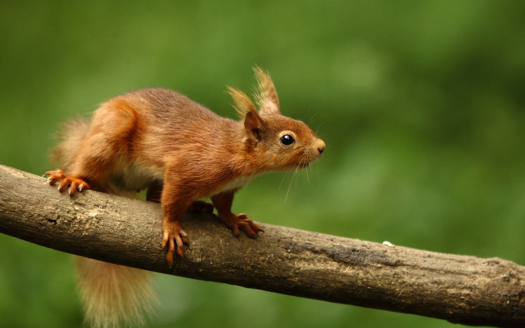 Screenshot №1 pro téma Cute Red Squirrel 1680x1050