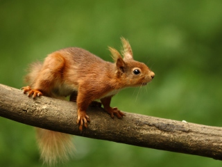 Cute Red Squirrel wallpaper 320x240
