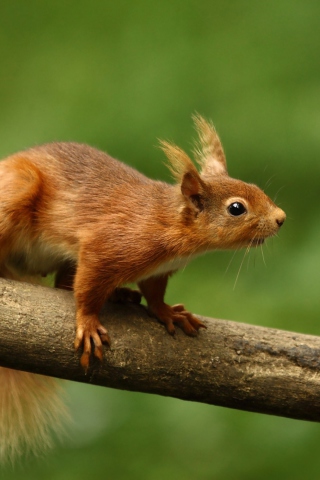 Sfondi Cute Red Squirrel 320x480