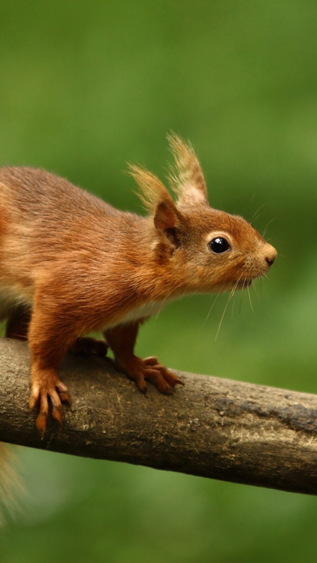 Cute Red Squirrel wallpaper 640x1136