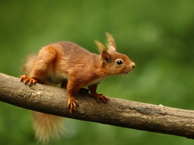 Fondo de pantalla Cute Red Squirrel 640x480