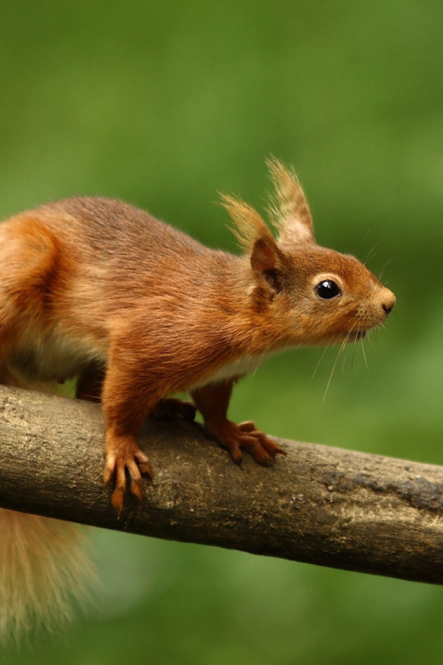 Cute Red Squirrel wallpaper 640x960