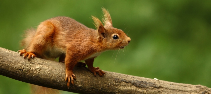 Sfondi Cute Red Squirrel 720x320