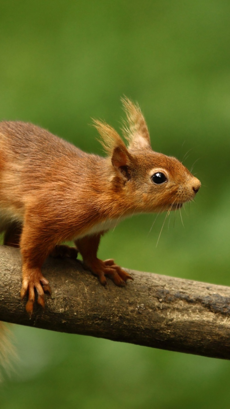 Das Cute Red Squirrel Wallpaper 750x1334