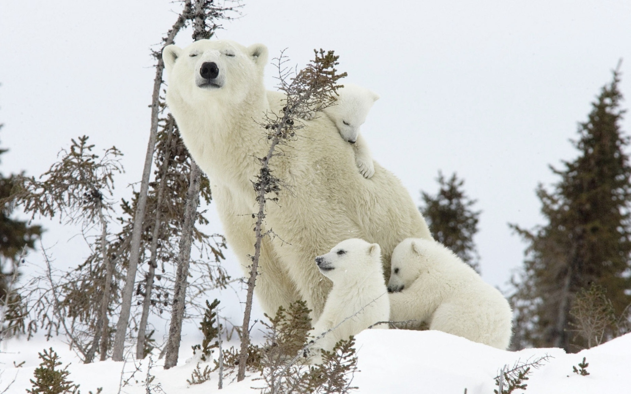 Fondo de pantalla Bear Family 1280x800