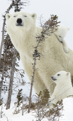 Обои Bear Family 240x400