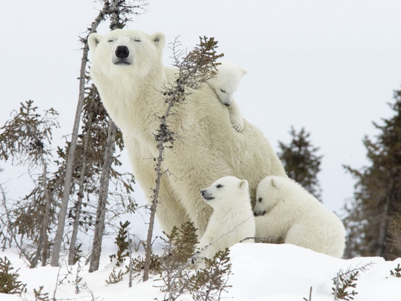 Bear Family wallpaper 800x600