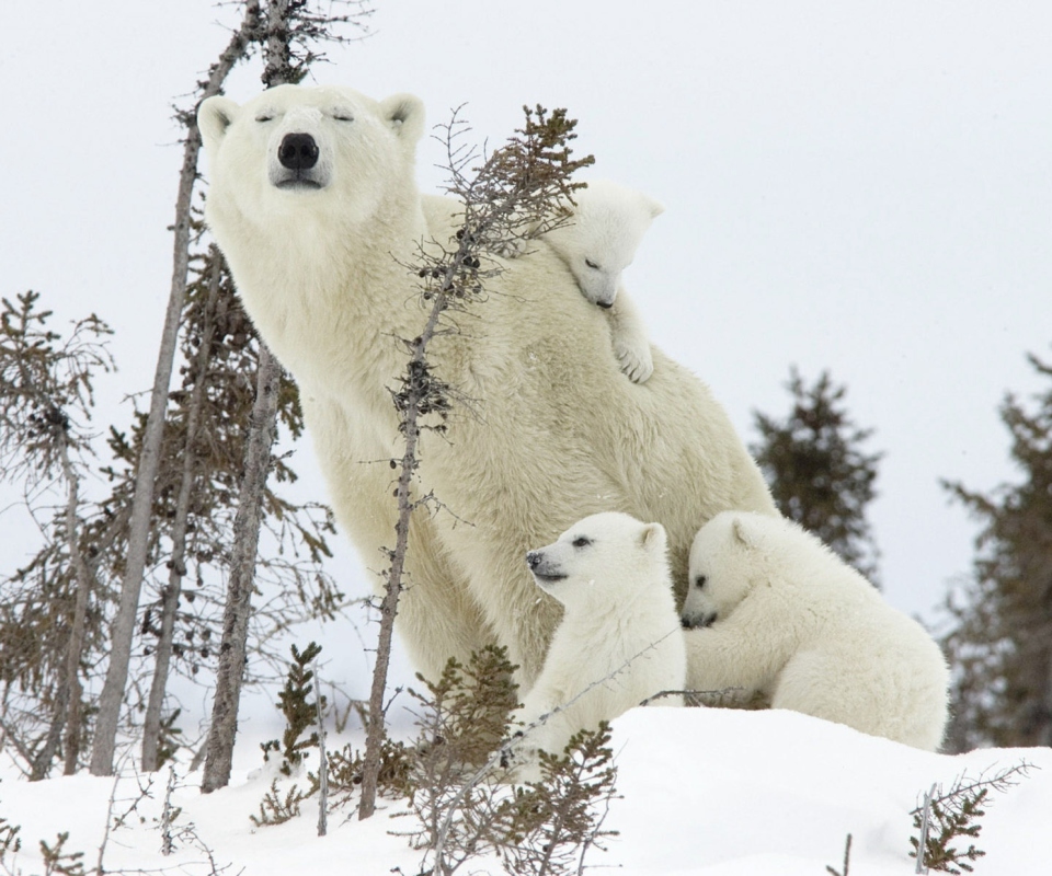 Das Bear Family Wallpaper 960x800