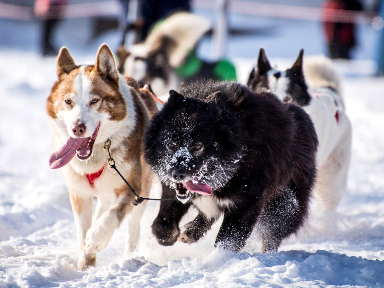 Husky, Dog Sled wallpaper 1280x960