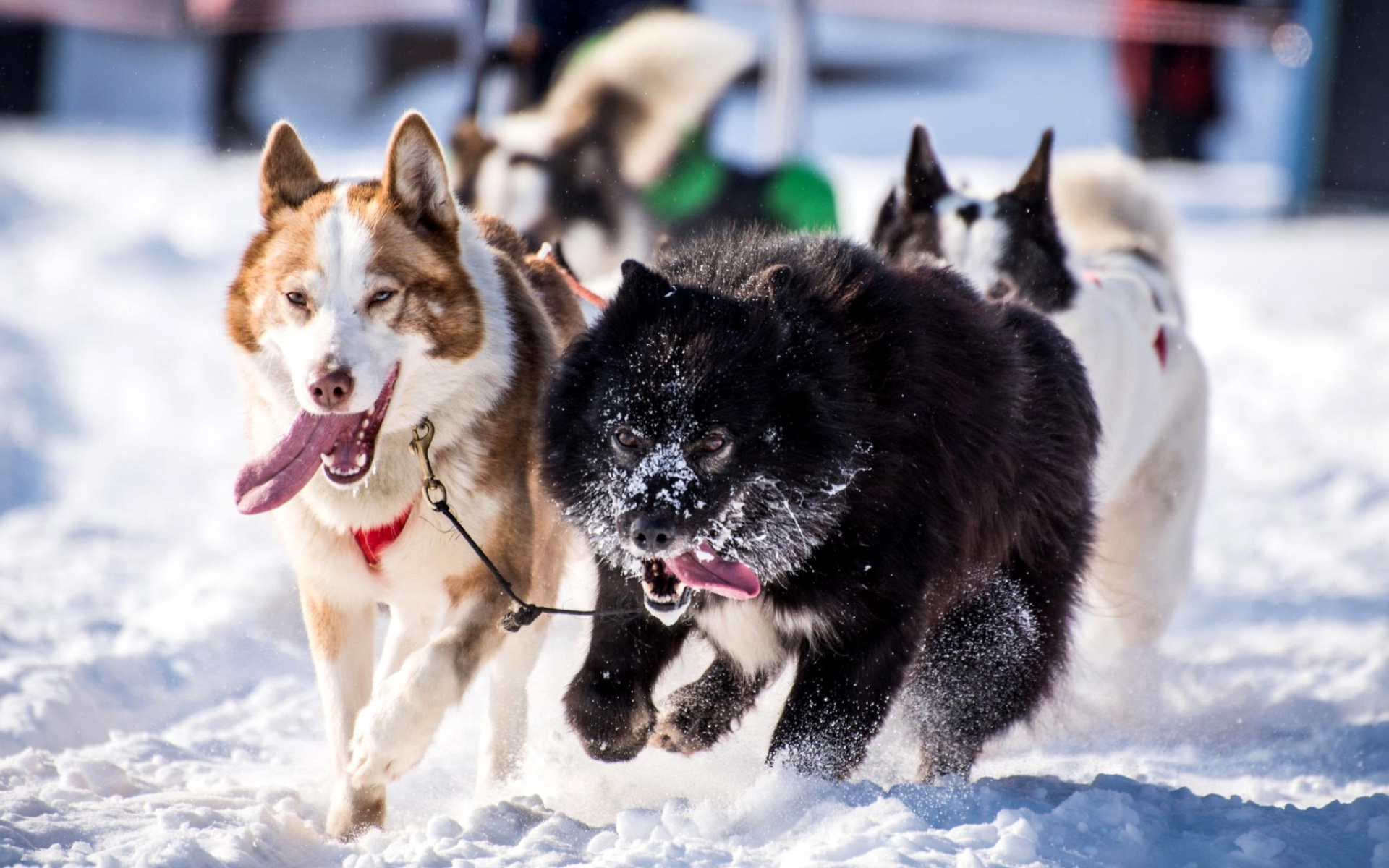 Sfondi Husky, Dog Sled 1920x1200