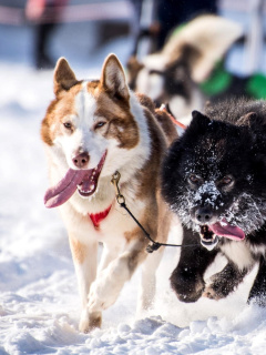 Husky, Dog Sled screenshot #1 240x320