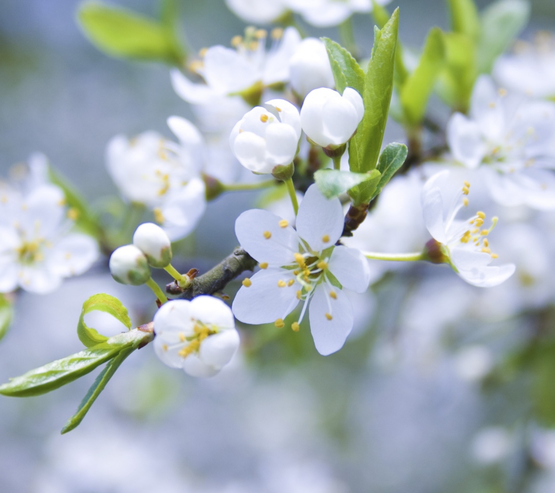 Fondo de pantalla Spring Blossoms 1080x960
