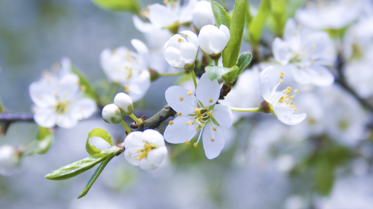 Das Spring Blossoms Wallpaper 1280x720