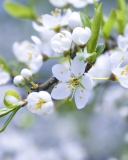 Spring Blossoms screenshot #1 128x160