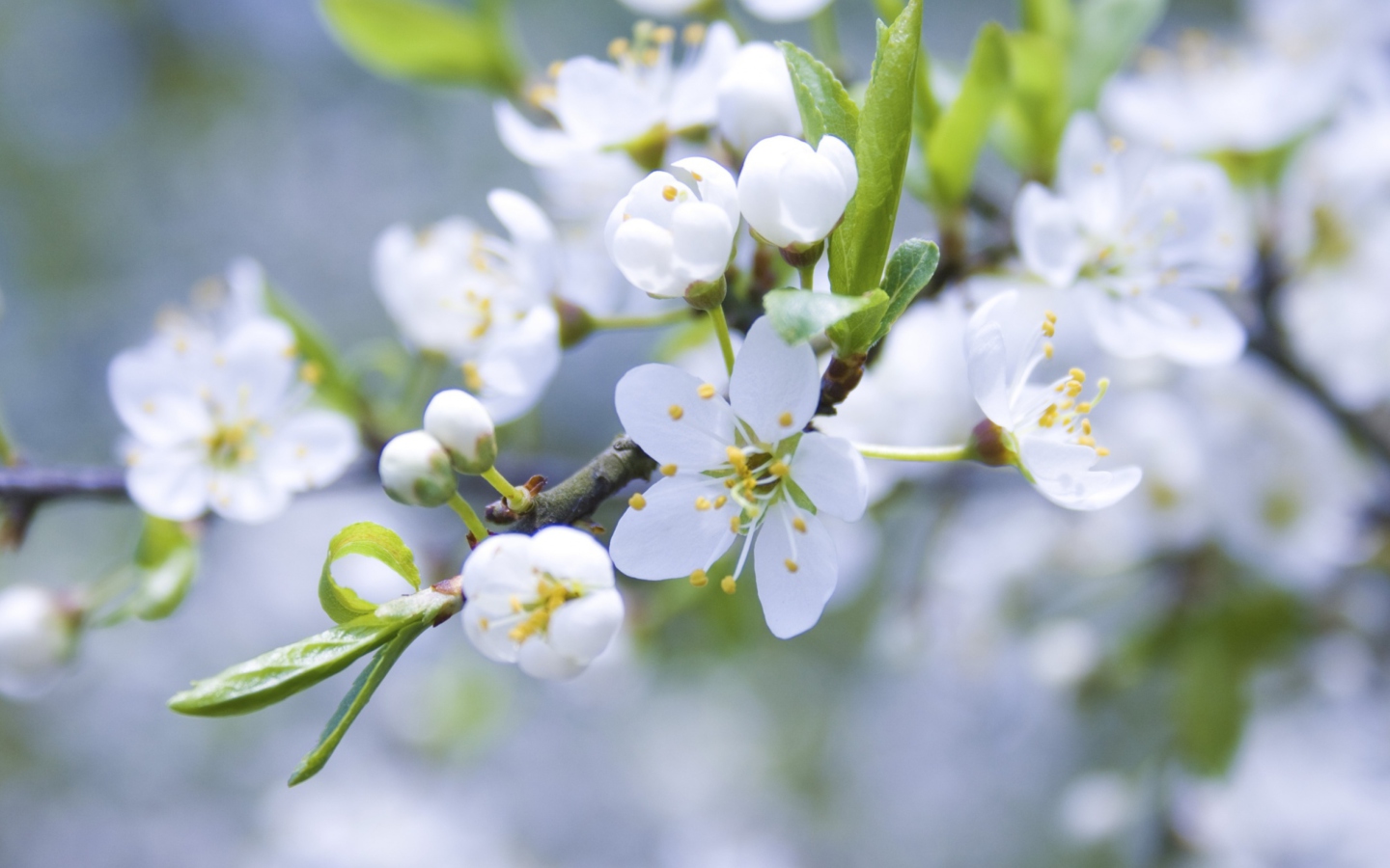 Das Spring Blossoms Wallpaper 1440x900