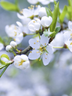 Spring Blossoms wallpaper 240x320