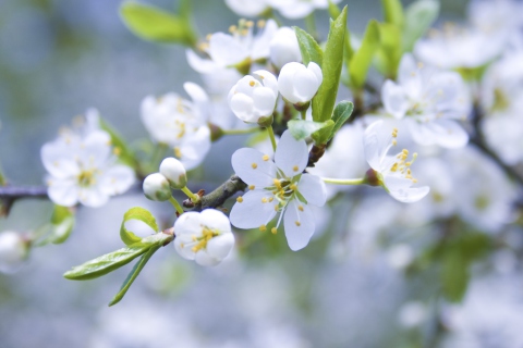 Spring Blossoms screenshot #1 480x320
