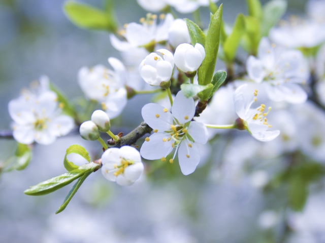Das Spring Blossoms Wallpaper 640x480