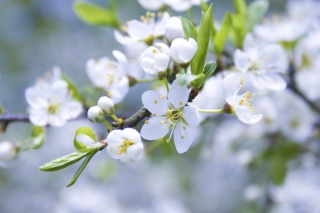 Spring Blossoms - Obrázkek zdarma 